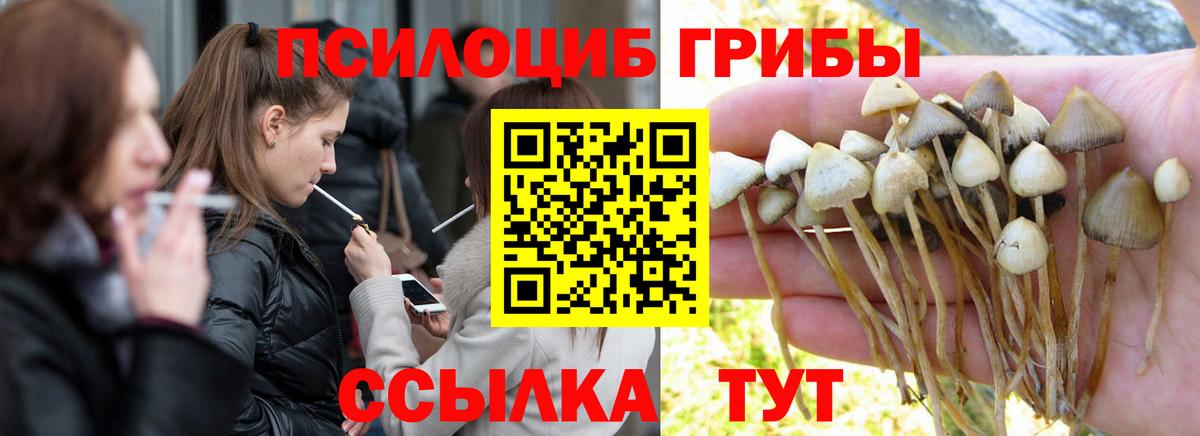 Кингисепп  Псилоцибиновые грибы Magic Shrooms  Вход с VPN 